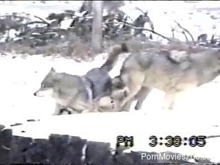 Pack of wolves is having sex on a snowy ground