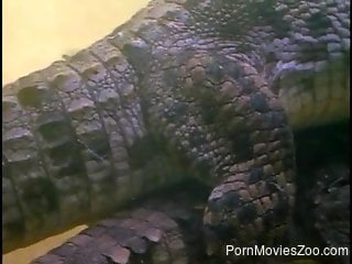 Scary alligators are having ionate sex underwater