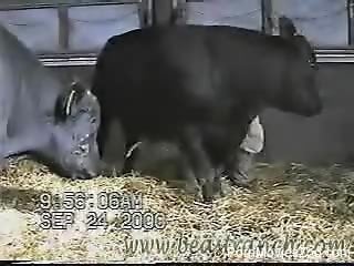 The bull's dick sure makes the guy filming to feel very aro...