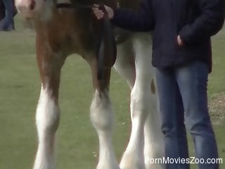 Huge horse dick makes horny dude to drool for some naughty sex