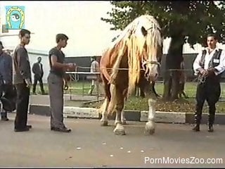 Horny stallion is having an erection on the street