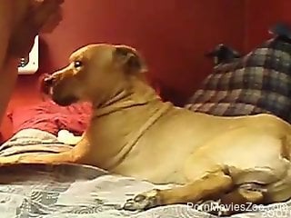 Dog licks master's dick while the man tapes himself jerking...
