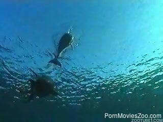 Underwater dolphins mating and teasing the horny zoo lover