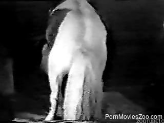 Horse demolished man's ass in brutal zoophilia cam scenes