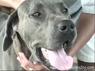 Black guy and his black dog sharing a white pussy