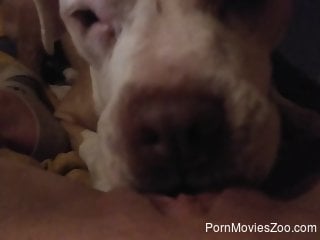 Dog stimulates naked woman with midnight pussy licking