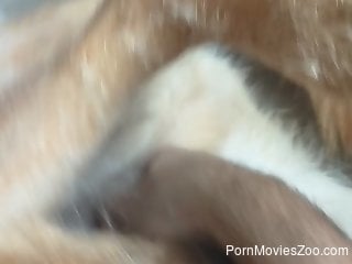 Animal cock being spotlighted in a bestiality vid