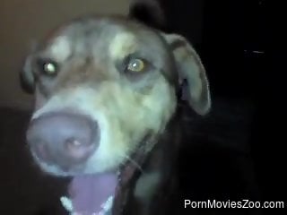 Good-looking dog receives a nice handjob here