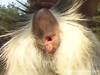 Goat fucker also fucks his wife's pretty face