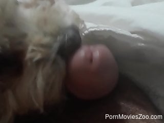 Dude's boner getting pleasured by a filthy animal