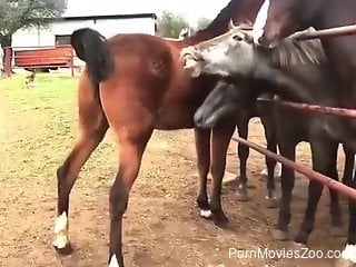 Big stallion at the farm makes horny zoophilia lover crave sex