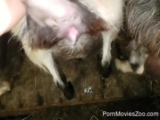Man tries deep sex with a furry animal in brutal positions