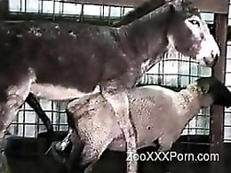 Animal porn and zoo sex