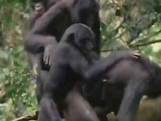 Zoo porno and bestiality