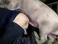 Animal porn and zoo sex