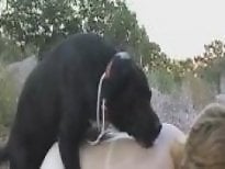 Zoophilia porn and animal sex