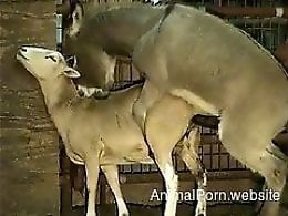 Goat Porn