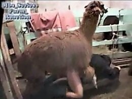 Zoo porn and zoo sex video
