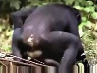 Monkey Animal Porn