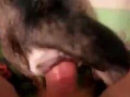 Zoo Zoo Sex Porn