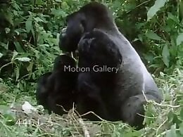 Free zoo porn tube