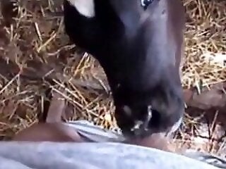 Animal porn and zoo sex