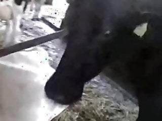 Zoo Zoo Sex Porn