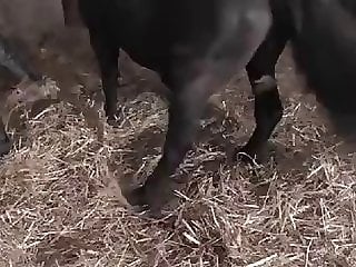 Zoo Bonus