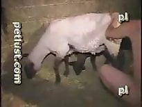 Zoo Zoo Sex Porn